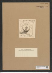 Amphitetras radiata Grev. (de-Toni-Nr.: Genus 137, Species 3621) Zeichnungen Sammlung Grunow Nr. 7120 (NHMW-BOT-W0376081)